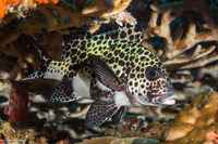 Plectorhinchus chaetodonoides (Many-Spotted Sweetlips)