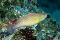 Scarus flavipectoralis (Yellowfin Parrotfish)