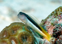 Ecsenius bicolor (Bicolor Coralblenny)