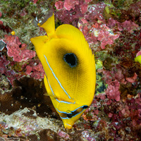 Chaetodon bennetti (Eclipse Butterflyfish)