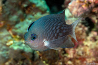 Pomacentrus emarginatus (Outer Reef Damsel)