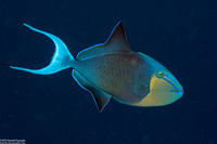 Odonus niger (Redtooth Triggerfish)