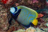 Pomacanthus imperator (Emperor Angelfish)