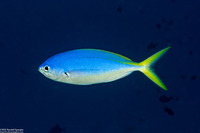 Caesio teres (Blue and Yellow Fusilier)
