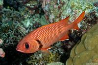Myripristis berndti (Bigscale Soldierfish)