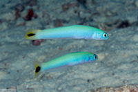 Ptereleotris heteroptera (Spottail Dartfish)
