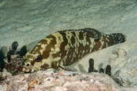 Epinephelus polyphekadion (Camouflage Grouper)