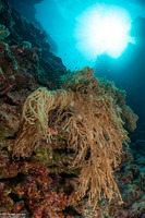 Sinularia flexibilis (Slimy Leather Coral)