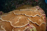 Pachyseris gemmae (Gemma's Coral)