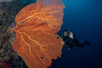 Subergorgia mollis (Giant Sea Fan)