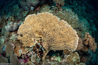 Acropora clathrata (Lattice Table Coral)