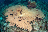 Acropora cytherea (Table Coral)