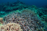 Acropora muricata (Common Staghorn Coral)