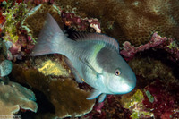Scarus oviceps (Darkcapped Parrotfish)