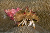 Calcinus minutus (White Hermit Crab)