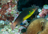 Anampses twistii (Yellow-Breasted Wrasse)