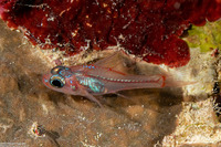 Apogon doryssa (Longspine Cardinalfish)