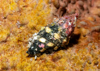 Morula aspera (Rough Rock Shell)