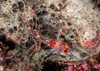 Ucla xenogrammus (Largemouth Triplefin)