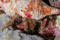 Aniculus retipes (Hairy Netted Hermit Crab)