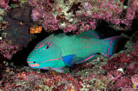 Cetoscarus ocellatus (Spotted Parrotfish)