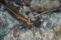 Panulirus versicolor (Painted Spiny Lobster)