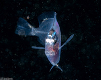 Acanthurus sp.1 (Larval Surgeonfish)
