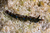 Thuridilla gracilis (Slender Sapsucking Slug)