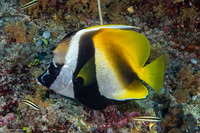 Heniochus monoceros (Masked Bannerfish)