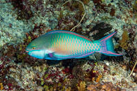 Scarus forsteni (Bluepatch Parrotfish)
