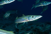 Sphyraena forsteri (Bigeye Barracuda)