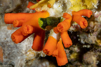 Tubastraea coccinea (Orange Cup Coral)