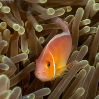 Amphiprion perideraion (Pink Anemonefish)