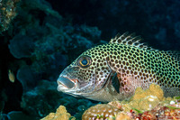 Plectorhinchus chaetodonoides (Many-Spotted Sweetlips)