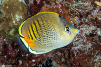 Chaetodon punctatofasciatus (Spot-Banded Butterflyfish)