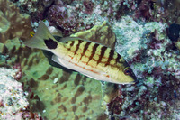 Lutjanus decussatus (Checkered Snapper)