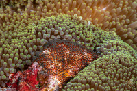 Amphiprion chrysopterus (Orangefin Anemonefish)
