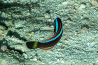 Pseudodax moluccanus (Chiseltooth Wrasse)