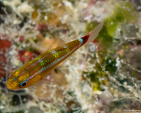 Trimma hollemani (Holleman's Goby)