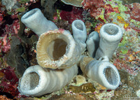 Amphimedon sp.1 (Vase Sponge)