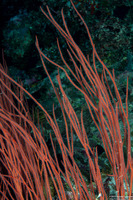 Ctenocella pectinata (Red Whip Coral)