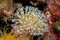 Sarcophyton sp.1 (Mushroom Leather Coral)