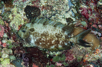 Siganus punctatus (Gold-Spotted Rabbitfish)