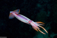 Ommastrephes bartramii (Neon Flying Squid)
