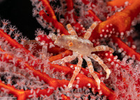 Xenocarcinus depressus (Depressed Spider Crab)