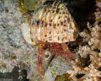 Aniculus retipes (Hairy Netted Hermit Crab)