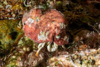 Calcinus minutus (White Hermit Crab)