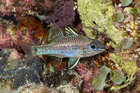 Pristiapogon kallopterus (Iridescent Cardinalfish)