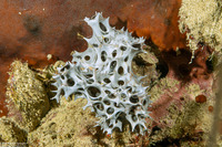 Chelonaplysilla delicata (Chelonaplysilla Delicata)