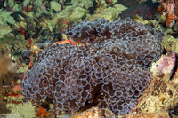 Fimbriaphyllia ancora (Anchor Coral)